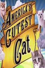 Watch America's Cutest Cat Xmovies8