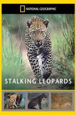 Watch National Geographic: Stalking Leopards Xmovies8