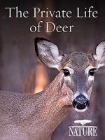 Watch The Private Life of Deer Xmovies8