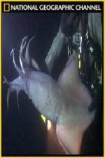 Watch National Geographic Hooked Squid Invasion Xmovies8