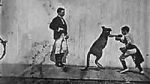Watch The Boxing Kangaroo (Short 1896) Xmovies8