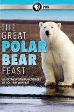 Watch The Great Polar Bear Feast Xmovies8