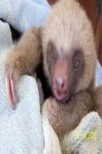 Watch Too Cute! Baby Sloths Xmovies8