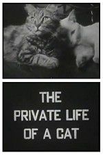 Watch The Private Life of a Cat Xmovies8
