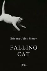 Watch Falling Cat Xmovies8