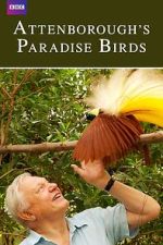 Watch Attenborough's Paradise Birds Xmovies8