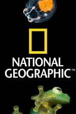 Watch National Geographic Wild Dam Beavers Xmovies8