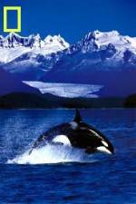 Watch National Geographic Killer Whales Of The Fjord Xmovies8