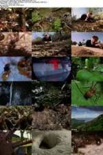 Watch National Geographic Wild - City Of Ants Xmovies8