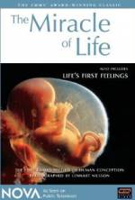 Watch The Miracle of Life Xmovies8