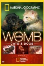 Watch National Geographic In The Womb  Cats Xmovies8