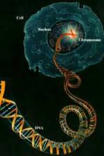 Watch Horizon: Miracle Cure? A Decade of the Human Genome Xmovies8