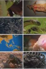 Watch National Geographic Wild : Deadliest Animals Asia Pacific Xmovies8