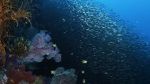 Watch Wild Window: Bejeweled Fishes Xmovies8
