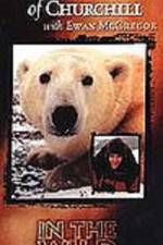 Watch The Polar Bears of Churchill with Ewan McGregor Xmovies8