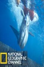 Watch National Geographic Shark Men Surfs Up Xmovies8