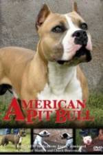 Watch American Pit Bull Xmovies8