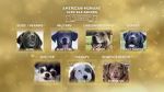 Watch American Humane Hero Dog Awards: 10th Anniversary Celebration (TV Special 2020) Xmovies8