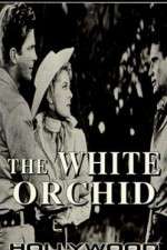 Watch The White Orchid Xmovies8