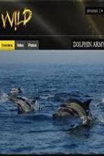 Watch National Geographic Wild Dolphin Army Xmovies8