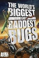 Watch Worlds Biggest and Baddest Bugs Xmovies8