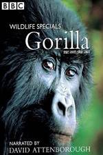 Watch Gorilla Revisited with David Attenborough Xmovies8