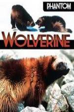 Watch National Geographic  Phantom Wolverine Xmovies8