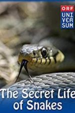 Watch The Secret Life of Snakes Xmovies8