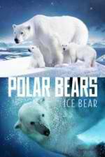 Watch Polar Bears Ice Bear Xmovies8