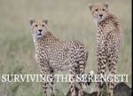 Watch Surviving the Serengeti Xmovies8