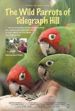 Watch The Wild Parrots of Telegraph Hill Xmovies8