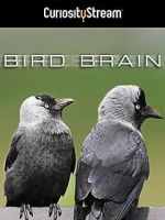 Watch Bird Brain Xmovies8