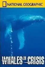 Watch National Geographic: Whales in Crisis Xmovies8