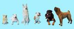 Watch How Dogs Got Their Shapes Xmovies8