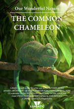 Watch Our Wonderful Nature - The Common Chameleon Xmovies8