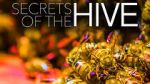 Watch Secrets of the Hive Xmovies8