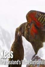 Watch Keas: New Zealand\'s Witty Daredevils Xmovies8