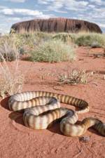 Watch DEADLY PREDATORS.AUSTRALIAN PYTHONS Xmovies8