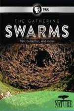 Watch Nature The Gathering Swarms Xmovies8