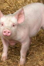 Watch Patent For A Pig: The Big Business of Genetics Xmovies8