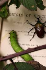 Watch Darwin's Struggle The Evolution of the Origin of Species Xmovies8
