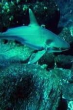 Watch National Geographic: Secret Shark Pits Xmovies8