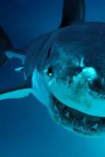 Watch National Geographic. Shark attacks investigated Xmovies8