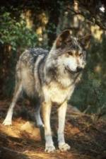 Watch National Geographic Wild - Inside the Wolf Pack Xmovies8
