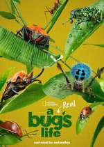 Watch A Real Bug's Life Xmovies8