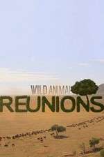 Watch Wild Animal Reunions Xmovies8