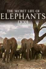Watch The Secret Life of Elephants Xmovies8