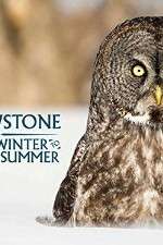 Watch Yellowstone Wildest Winter to Blazing Summer Xmovies8