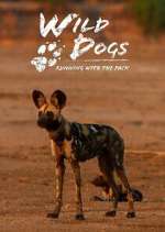 Watch Wild Dogs: Running with the Pack Xmovies8