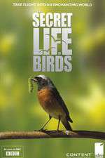 Watch Iolo's Secret Life of Birds Xmovies8